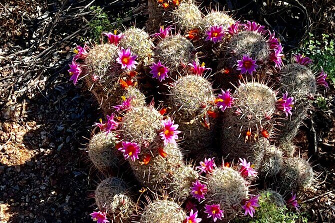 Private Sunset Walking Tour -Sonoran Desert Botanical Gardens 2h - The Itinerary: A Closer Look