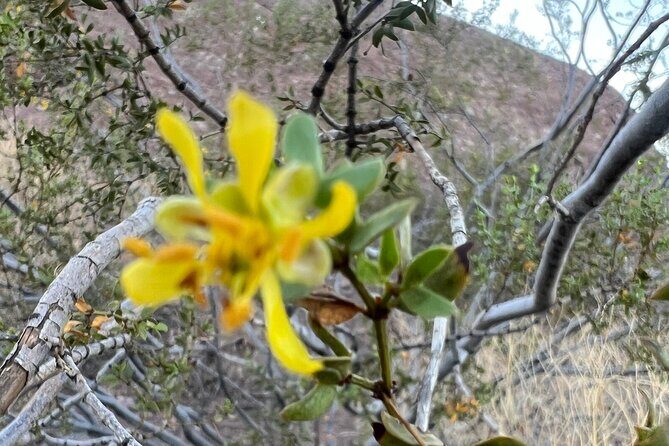 Private Sunset Walking Tour -Sonoran Desert Botanical Gardens 2h - The Value of the Experience
