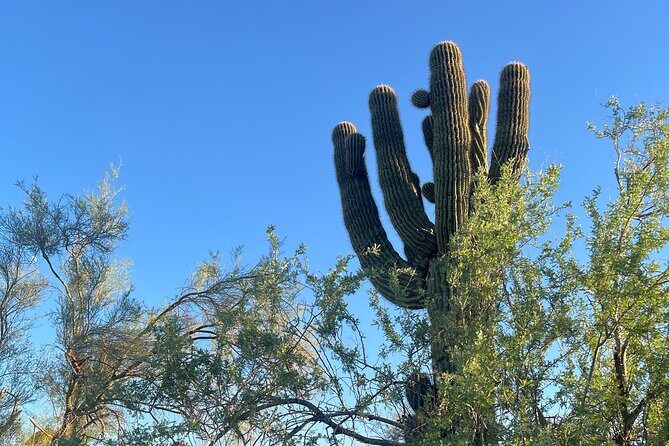 Private Sunset Walking Tour -Sonoran Desert Botanical Gardens 2h - Frequently Asked Questions