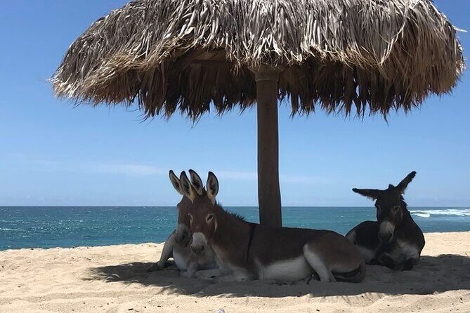 Private Surf Lesson in Baja, East Cape - Key Points