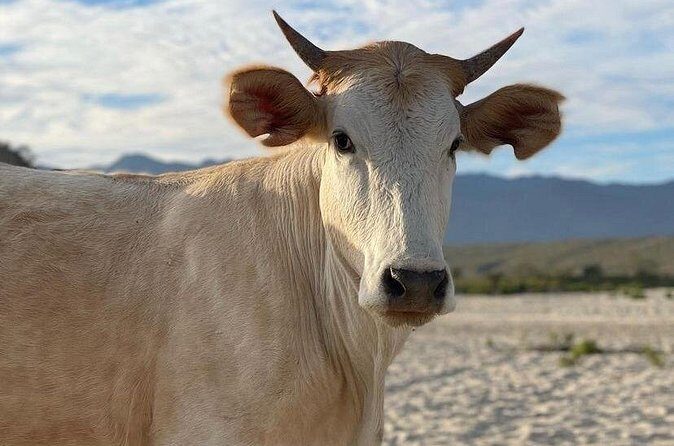 Private Surf Lesson in Baja, East Cape - Who Will Love This Tour?