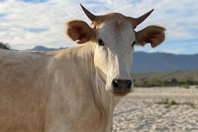 Private Surf Lesson in Baja, East Cape - Final Thoughts