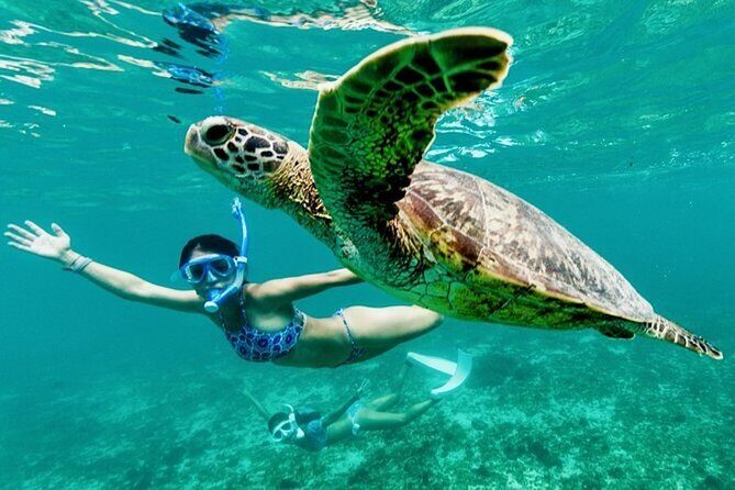 Private Swimming with Turtles/Sharks at Blue Lagoon and Waterfall - Key Points