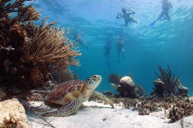 Private Swimming with Turtles/Sharks at Blue Lagoon and Waterfall - Who Should Consider This Tour?