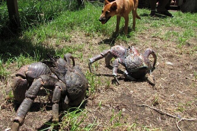 Private Swimming with Turtles/Sharks at Blue Lagoon and Waterfall - Final Thoughts