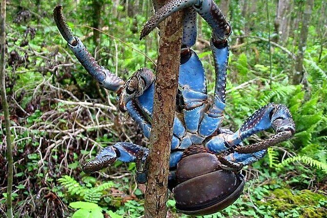 Private Swimming with Turtles/Sharks at Blue Lagoon and Waterfall - FAQs