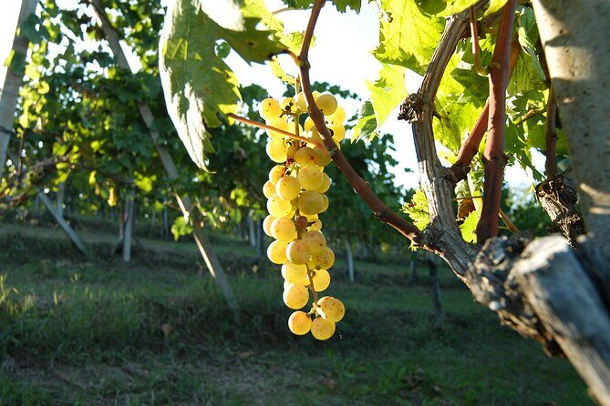 Private Tasting Barbaresco Experience with Typical Products - Exploring the Private Tasting Barbaresco Experience with Typical Products