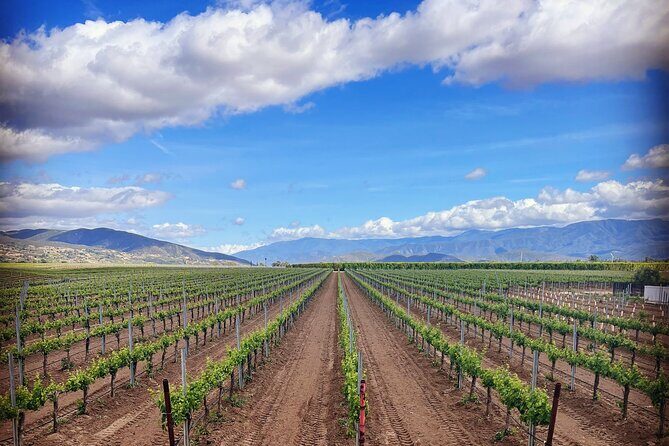 Private Temecula Wine Tour from Pacific Beach - What You Can Expect From the Tour