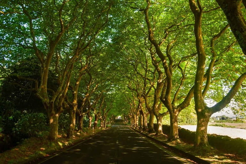 Private Terceira Island Caves: Lava Route - entrances & wine - FAQ About the Terceira Lava & Caves Tour
