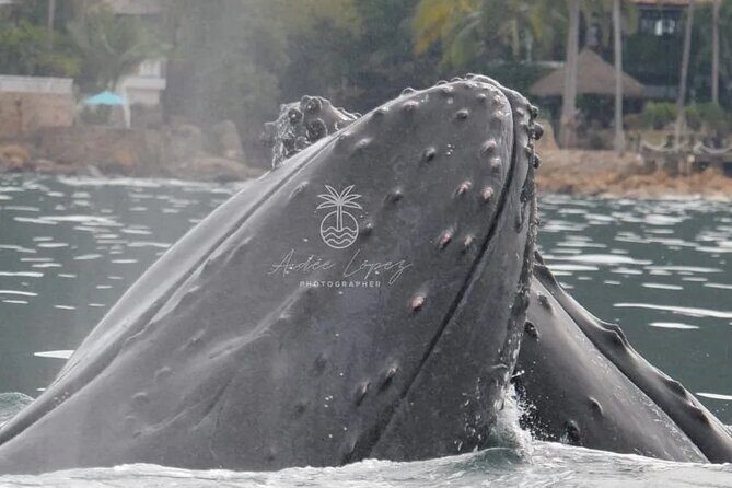 Private Tour 3 Hours of Whale Watching - A Closer Look at the Whale Watching Experience in Puerto Vallarta