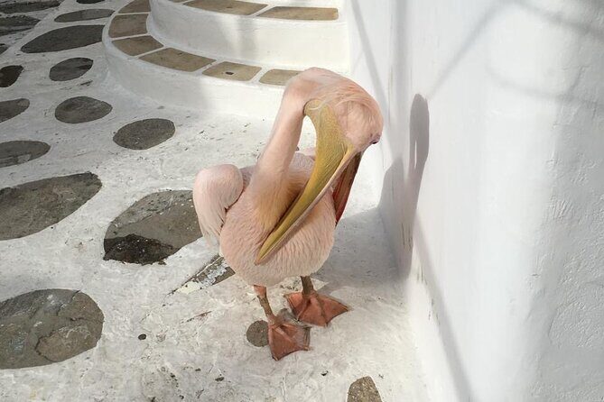 Private Tour: 4 Hours Mykonos Island Tour - Like a Local - Who Is This Tour Best For?