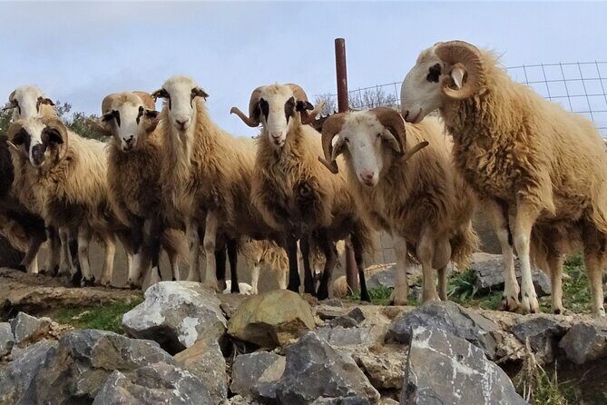 Private Tour-Authentic Villages of Lasithi Olive Oil and Wine - Practical Details and Considerations