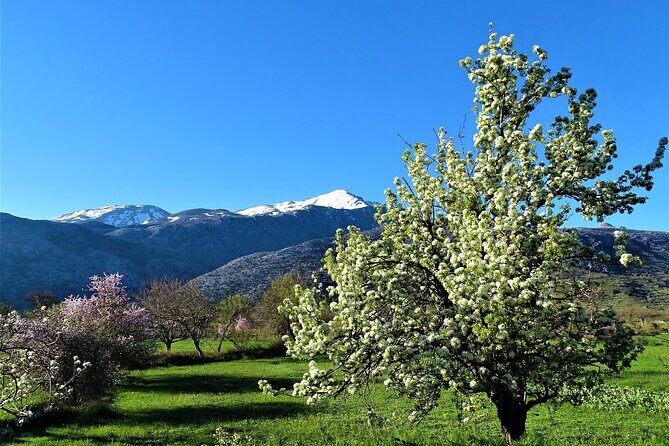 Private Tour-Authentic Villages of Lasithi Olive Oil and Wine - Final Thoughts