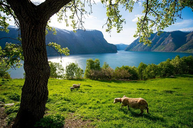 Private tour, Bergen to Oslo - Nærøyfjord Cruise & Flåm Railway - Who Is This Tour Best For?