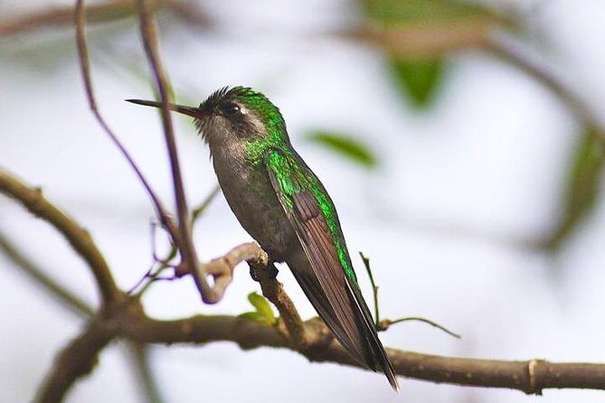 Private Tour: Birdwatching Cozumel Island - Why Consider This Birdwatching Tour in Cozumel?