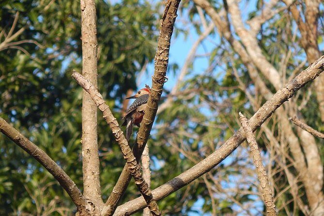 Private Tour: Birdwatching Playa del Carmen - Final Thoughts