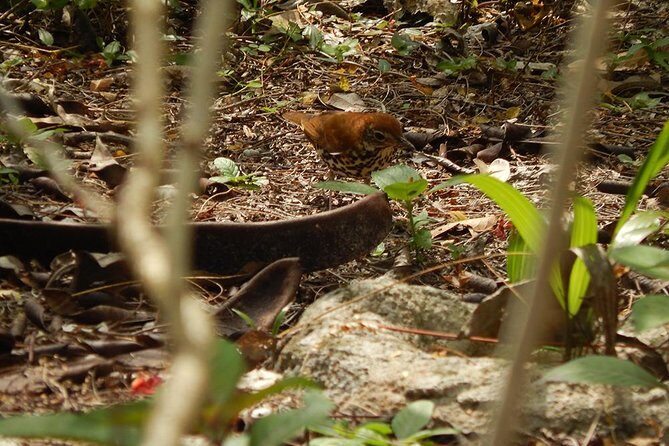 Private Tour: Birdwatching Playa del Carmen - FAQ