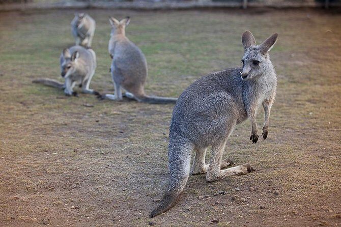 Private Tour: Blue Mountains Day Trip from Sydney - What Travelers Say