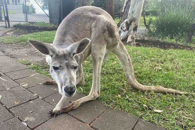 Private Tour: Blue Mountains Day Trip from Sydney - Final Thoughts