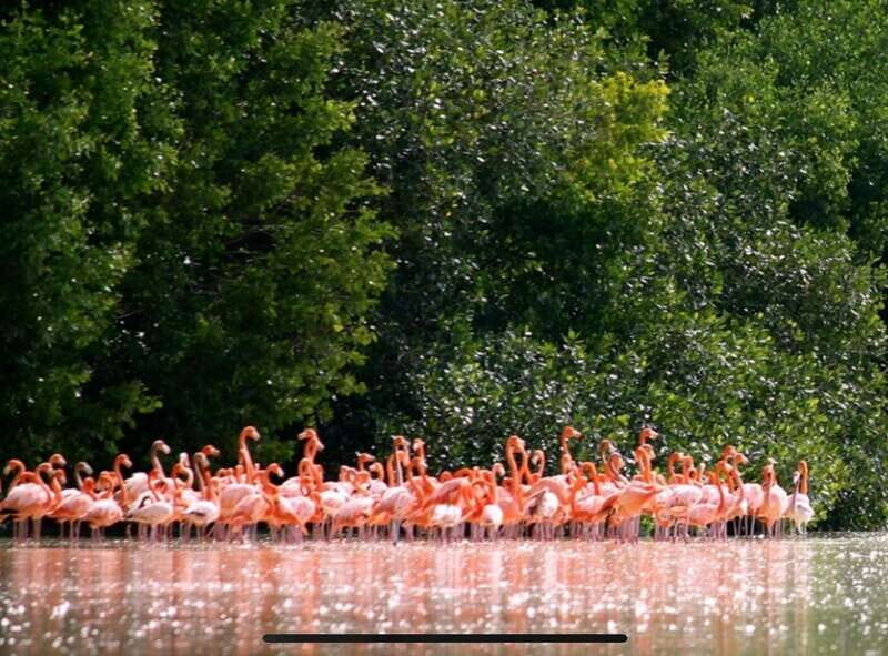 Private Tour Celestun Flamingo Watching and Beach - Visiting Ría Celestún Biosphere Reserve