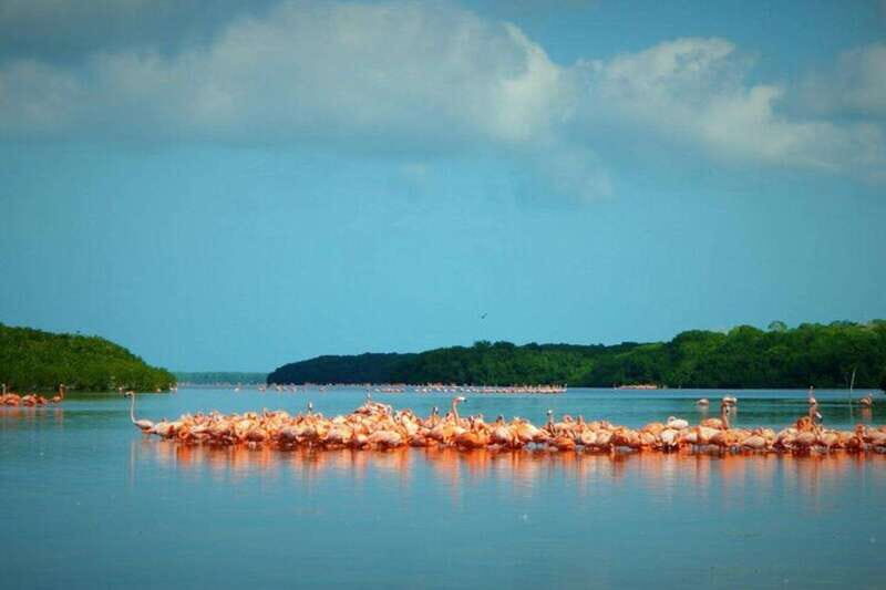 Private Tour Celestun Flamingo Watching and Beach - Hidden Freshwater Spring & Mangrove Tunnel