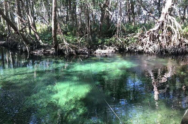 Private Tour Celestun Flamingo Watching and Beach - The Pros & Cons
