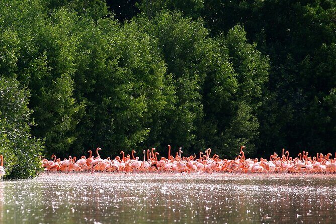 Private Tour Celestun Flamingo Watching and Beach - The Experience in Detail