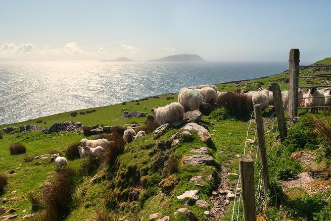 Private Tour: Dingle Peninsula from Dingle - Reference: