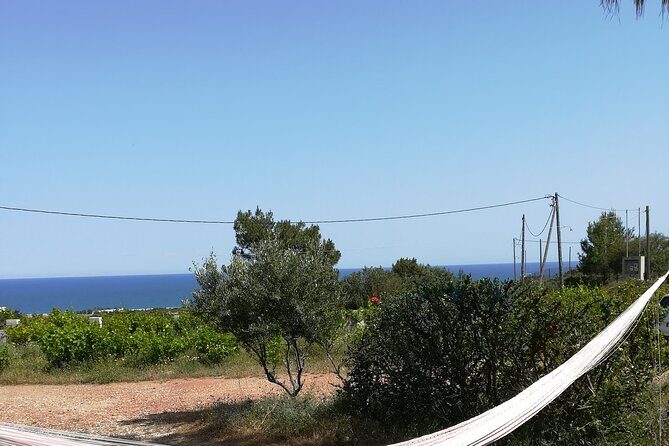 Private Tour: Discover the Secret World of Olives in Afantou - Key Points