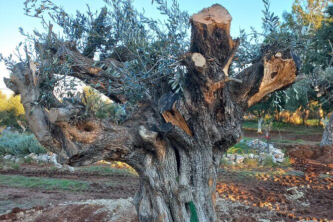 Private Tour: Discover the Secret World of Olives in Afantou - Practicalities & What to Expect