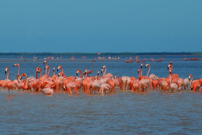Private Tour: Ek Balam, Pink Flamingos Sanctuary and Tequila Tasting Factory - A Deep Dive into the Experience