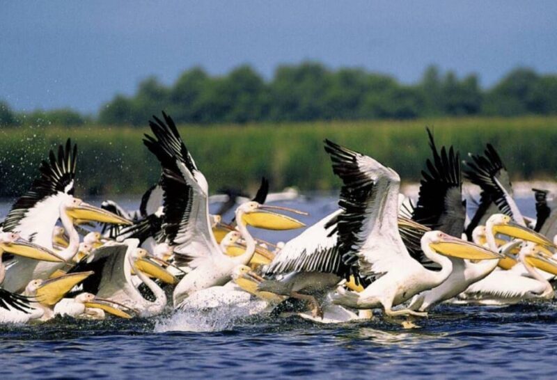 Private Tour from Bucharest to Danube Delta 2 Days Tour - Key Points