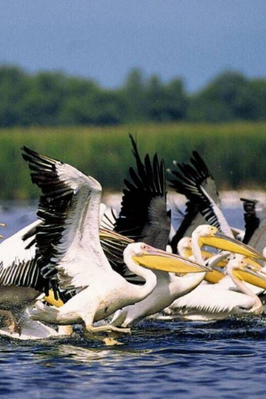 Private Tour from Bucharest to Danube Delta 2 Days Tour - An In-Depth Look at the Danube Delta Tour