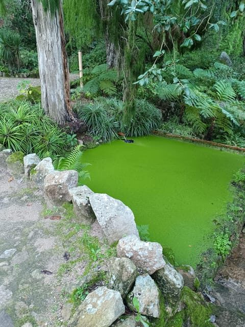 Private tour from Lisbon to Sintra, Pena palace, Regaleira - A Closer Look at the Tour