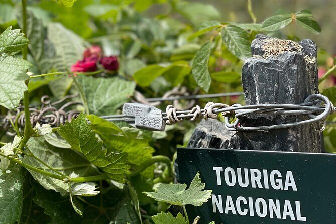 Private Tour From Porto To Douro Valley With River Boat Ride - The Douro River Boat Cruise: A Unique Perspective