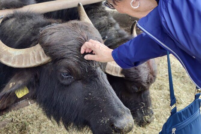 Private Tour from Sorrento/Positano to Paestum and Mozzarella tour - The Sum Up