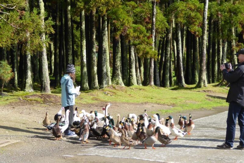 Private Tour Furnas: Furnas Lake Hike & Terra Nostra Park - How the Experience Comes Together