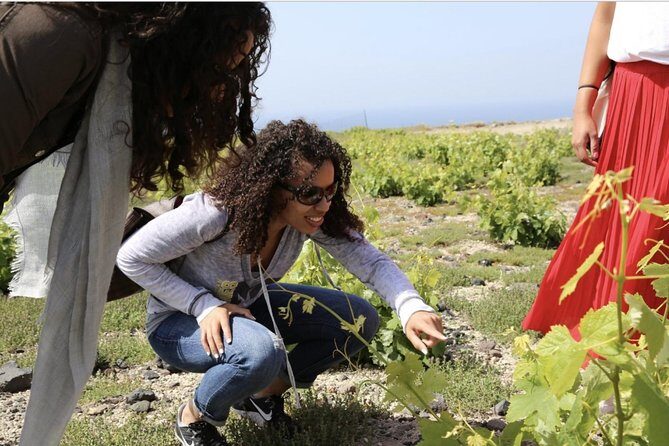 Private Tour: Great Wines and Famous Towns of Santorini - Wineries — The Heart of the Tour