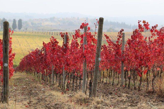 Private Tour: Guided Hike in Tuscany with Transport from Siena - The Experience in Detail