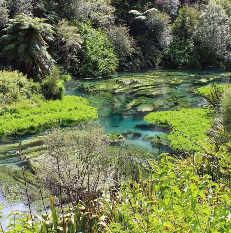 Private Tour: Hunua Falls, Blue Springs & Mclaren waterfall - What the Tour Includes and What to Expect
