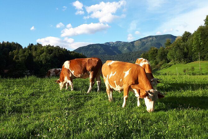 Private Tour in Kamnik - Mammoth - Farmhouse and Organic Farm - FAQ