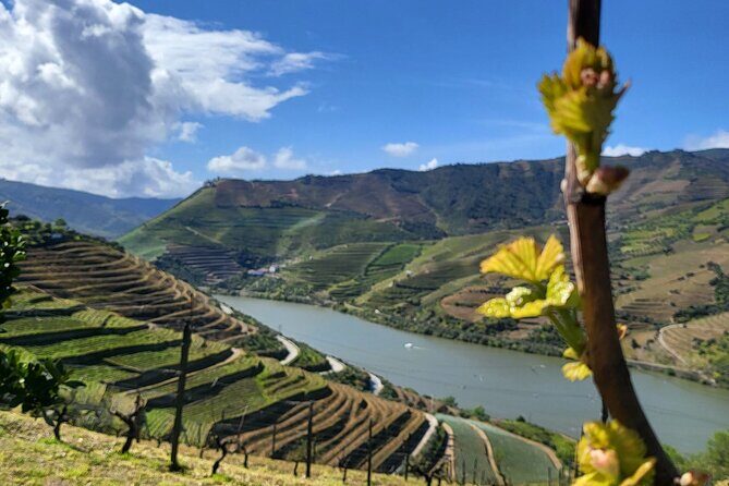 Private Tour in the Douro with Family Vineyards and Miradouro - A Closer Look at the Douro Private Tour Experience
