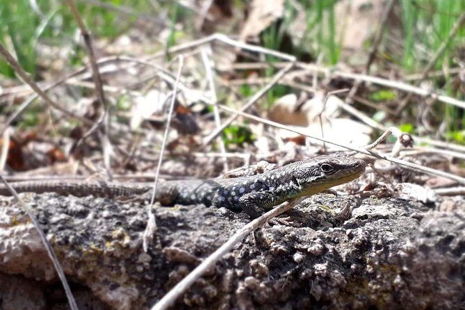 Private Tour: Khor Virap, Areni, Noravank, Jermuk - FAQs