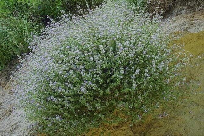 Private Tour-Knossos Palace Zeus Cave&Olive Oil Mill from Elounda - FAQ