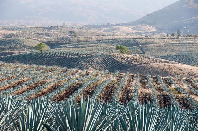 Private Tour La Fortaleza Distillery and visit to Tequila - Key Points