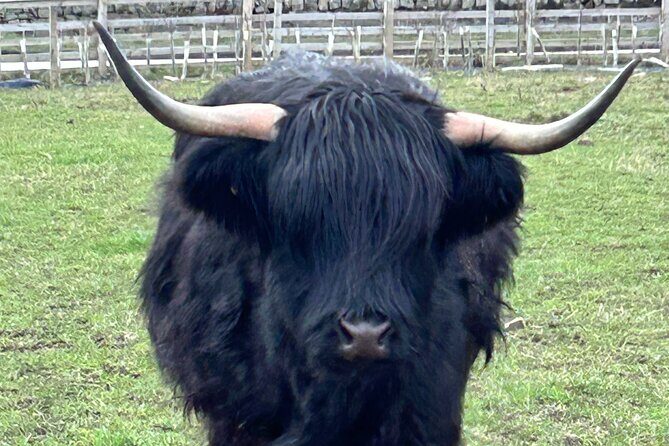 Private Tour Loch Lomond Stirling and the Kelpies from Glasgow - Key Points