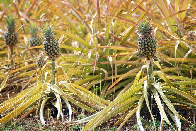 Private Tour Maui Pineapple Farm in Haliimaile - Key Points