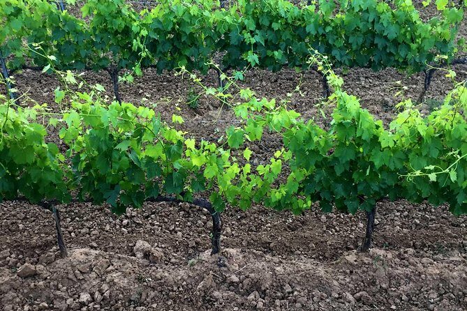 Private Tour: Montalcino Wine Tasting Experience - Practical Details & Considerations