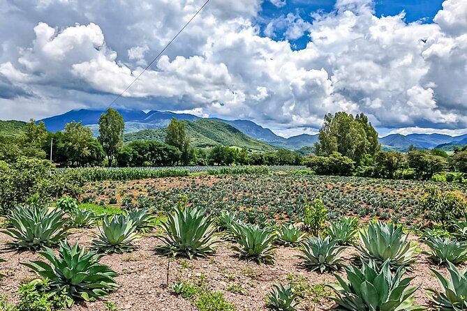 Private Tour New Raicilla Route to Mascota from Puerto Vallarta - What the Reviews Say