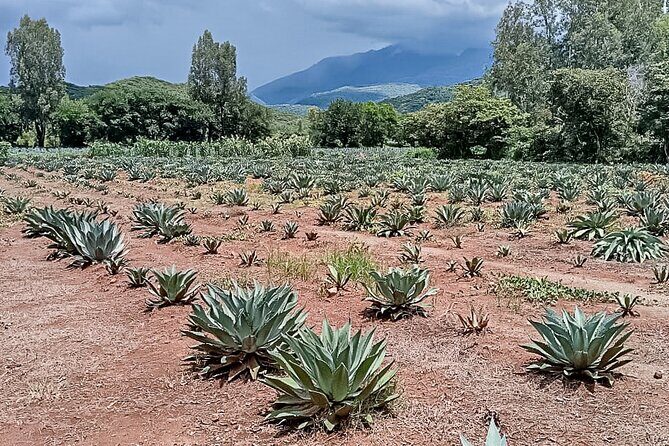 Private Tour New Raicilla Route to Mascota from Puerto Vallarta - Who Should Consider This Tour?